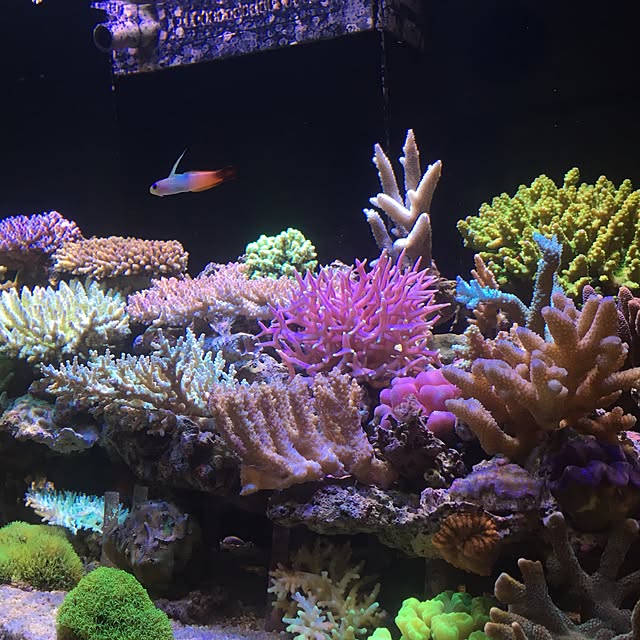 aquarium_seaさんの実例写真