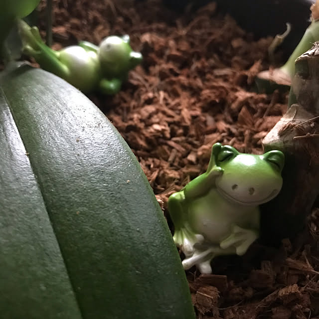 Meimamaosaruさんの実例写真