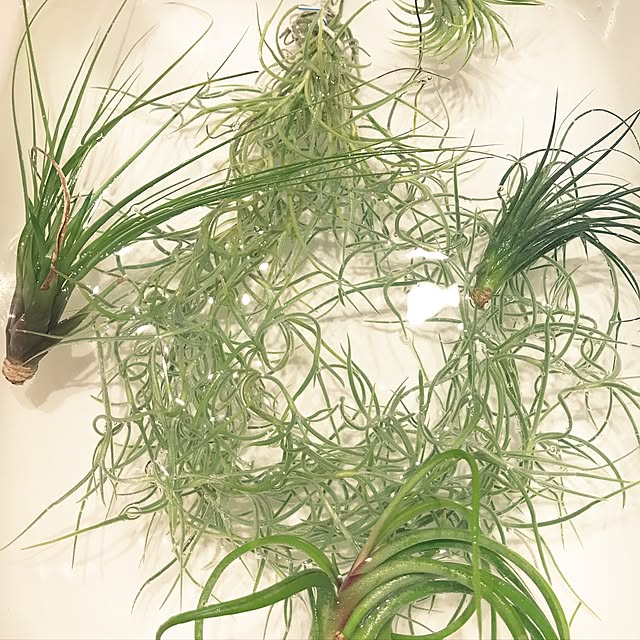 Cocoaさんの実例写真