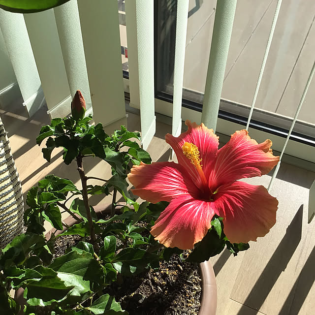 houenさんの部屋