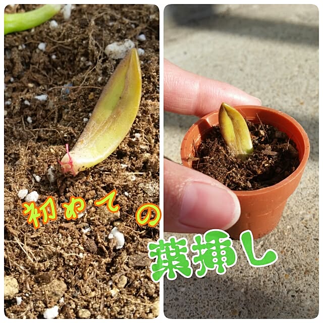 yukikoさんの実例写真
