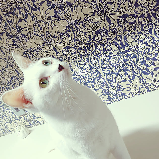 Stainさんの実例写真
