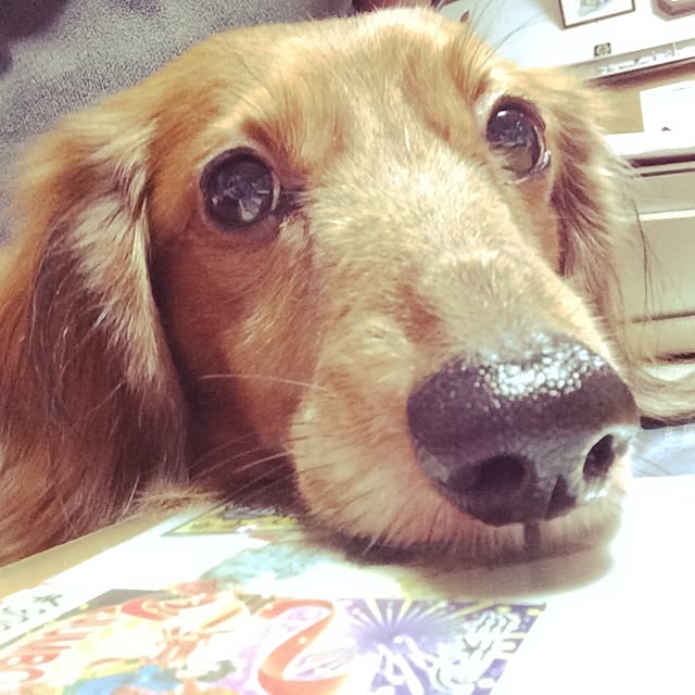 belleさんの実例写真