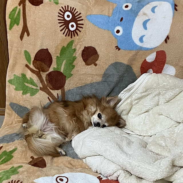 koroさんの部屋