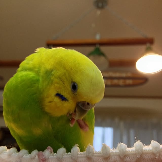 Sachuさんの実例写真