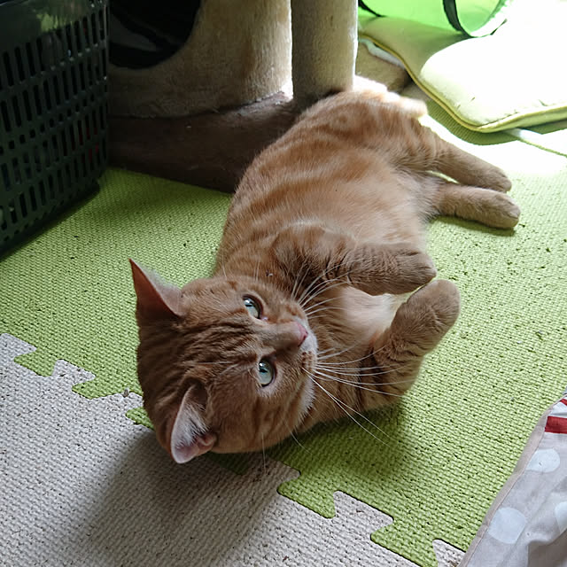 shinobuさんの実例写真