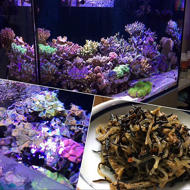 aquarium_seaさんの実例写真