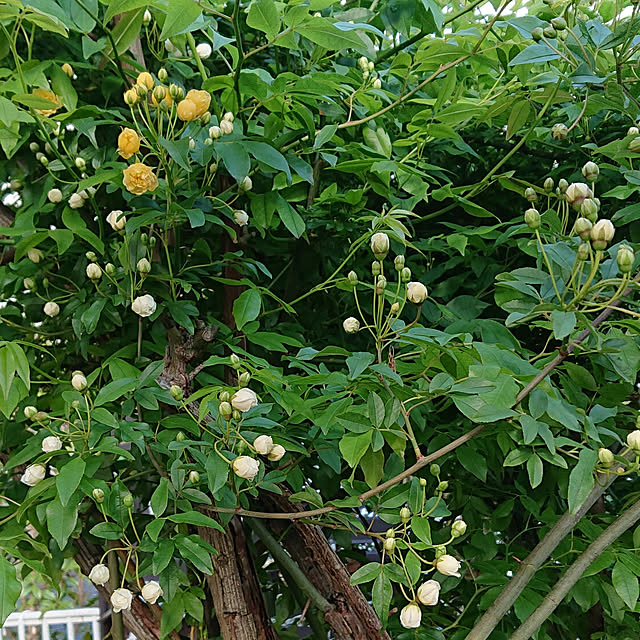taeko0779さんの実例写真