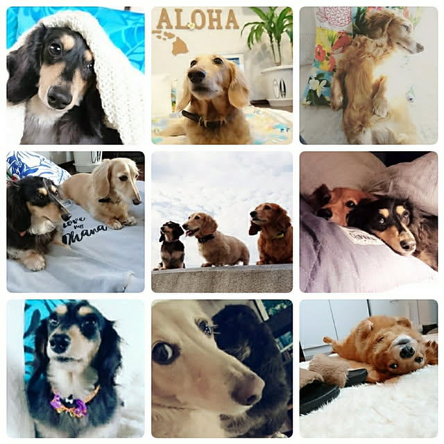 cocosorasakuさんの実例写真