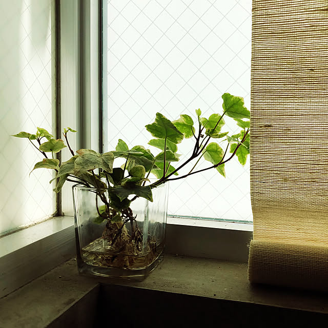 ベッド周り/観葉植物のインテリア実例 - 2018-06-29 11:00:02