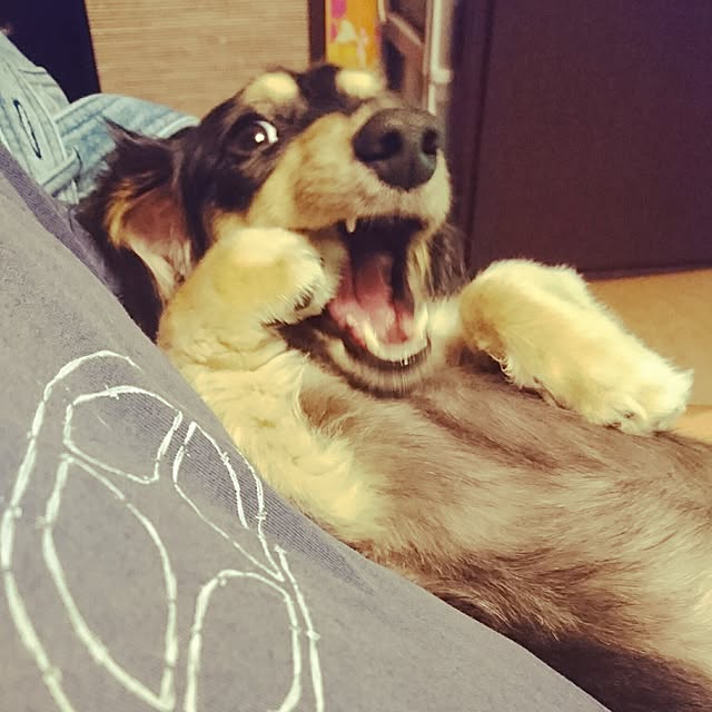 cocosorasakuさんの実例写真