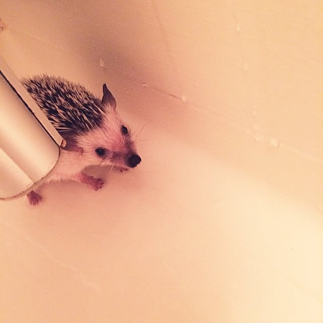 017さんの実例写真