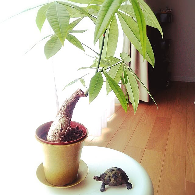 tokoさんの実例写真