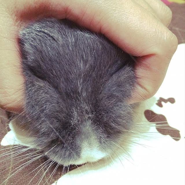meeeeeeeeeiさんの実例写真