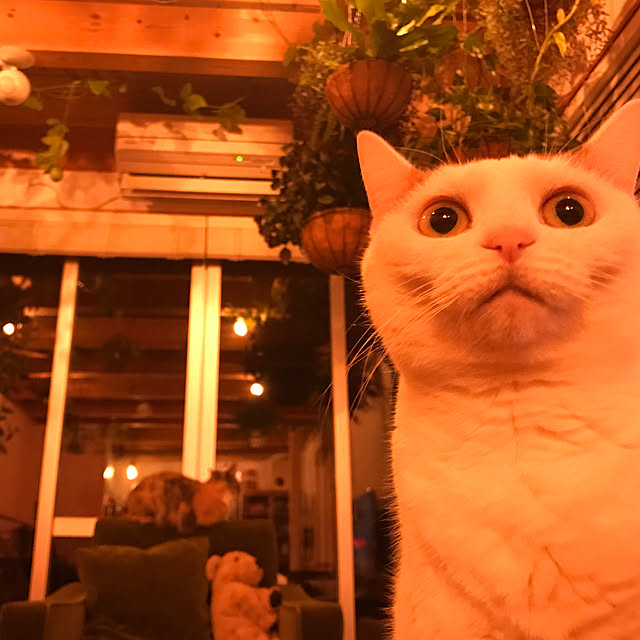 sakurasakuさんの実例写真