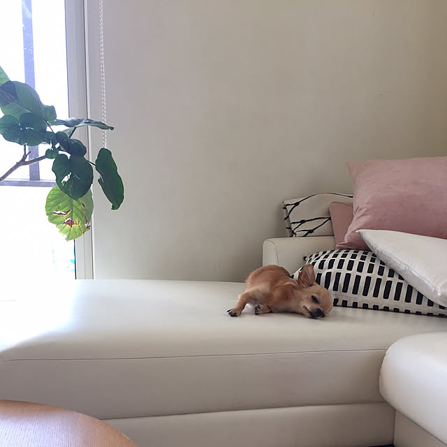 mihaaさんの実例写真