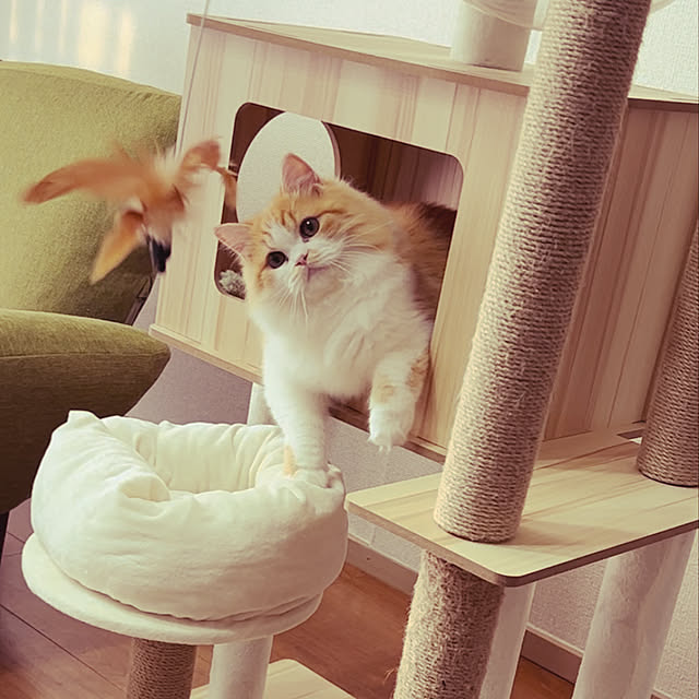 junさんの実例写真
