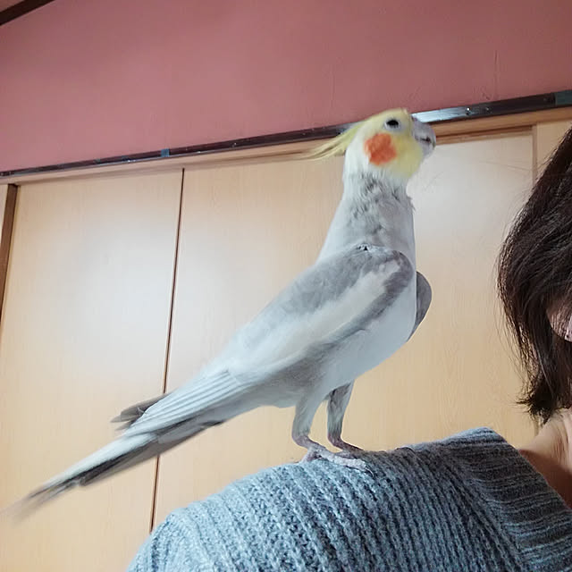 amanojakuさんの実例写真