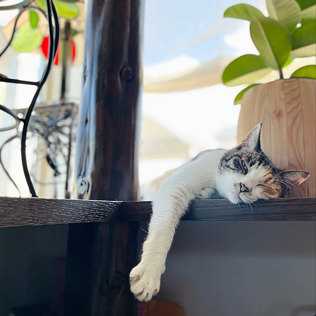 Maruさんの実例写真