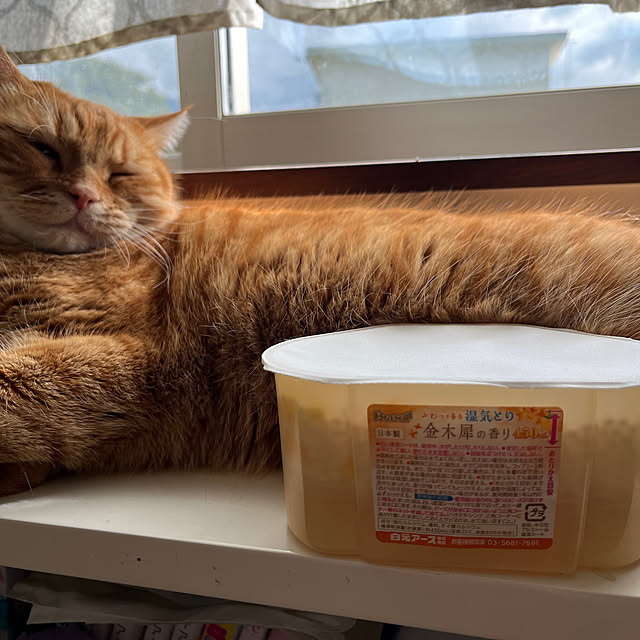 nekoさんの実例写真