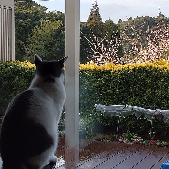 38catさんの部屋
