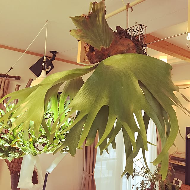 S-Tillandsiaさんの実例写真