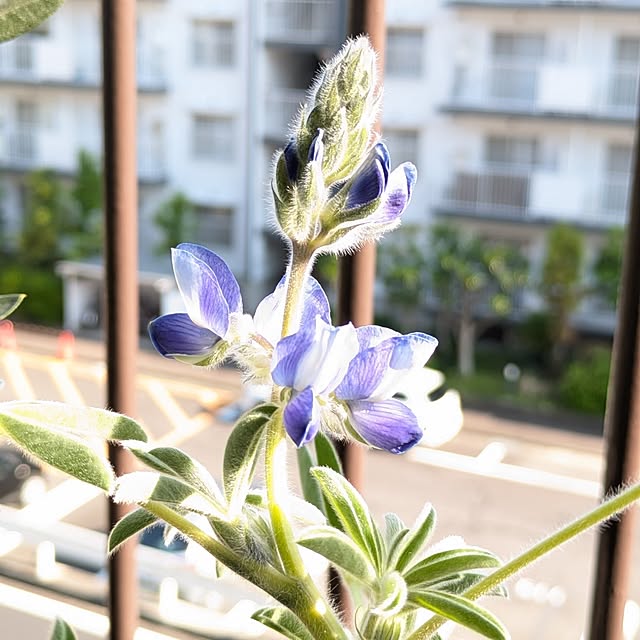 mi-saさんの部屋
