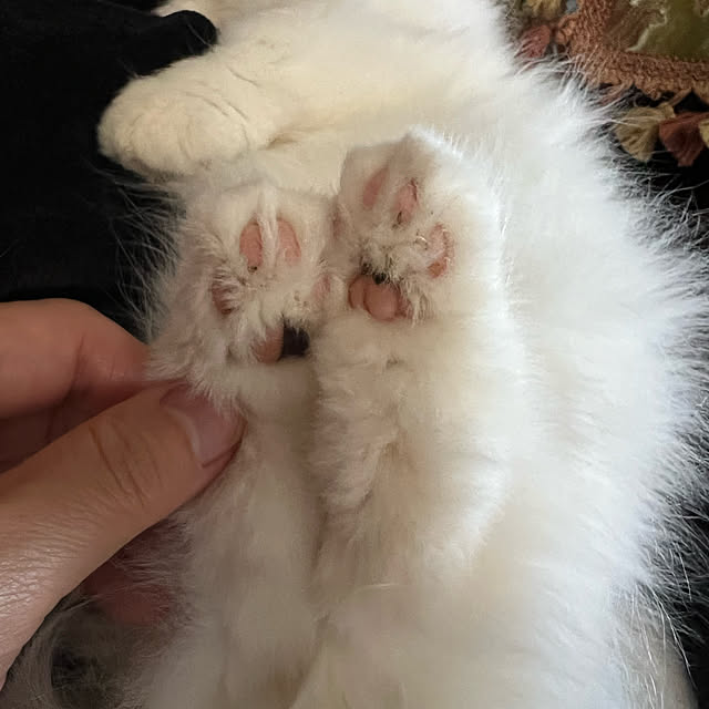 AYUKOさんの実例写真