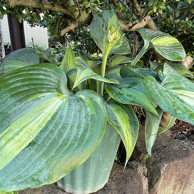 buchiさんの部屋