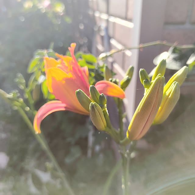 kiraさんの実例写真