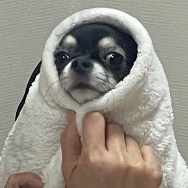 koroさんの実例写真