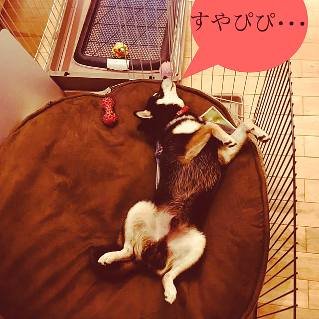 majorさんの実例写真