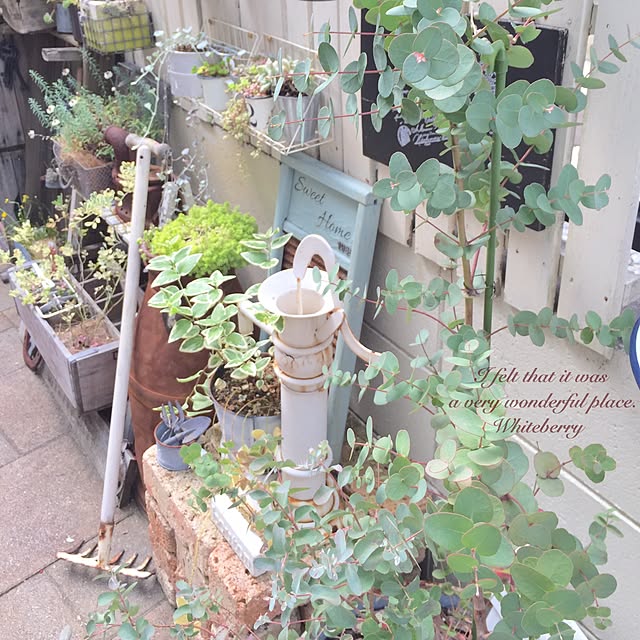 Whiteberryさんの実例写真
