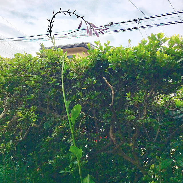 houenさんの実例写真