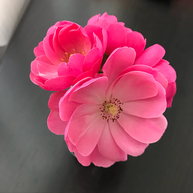 youko.degさんの実例写真