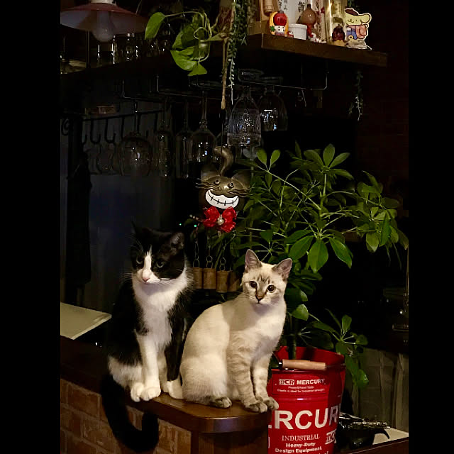 butachanさんの実例写真