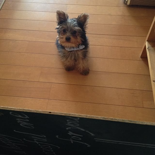 mayuoさんの実例写真