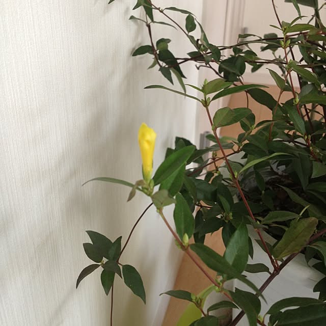 dicekbeetleさんの実例写真