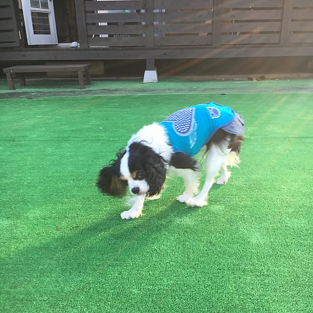 Sumomoaporomamaさんの実例写真