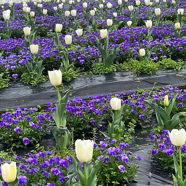 flowerさんの実例写真