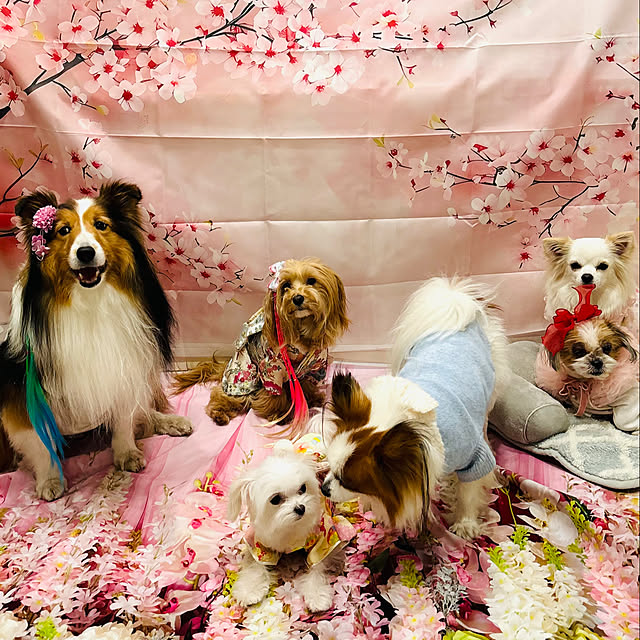 kakikuさんの部屋