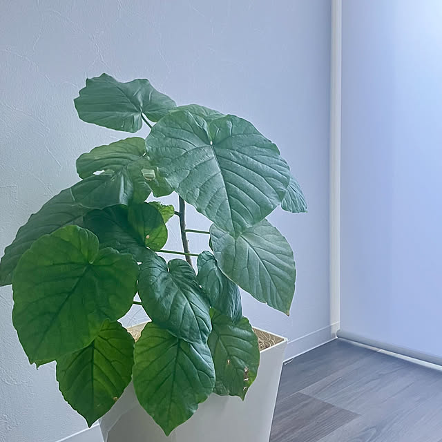 Saraさんの部屋