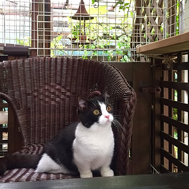 butachanさんの実例写真