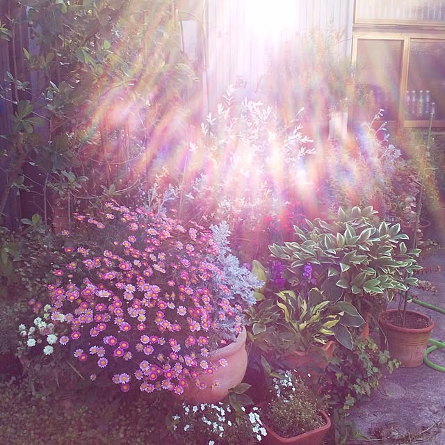 20rose_mamiさんの実例写真