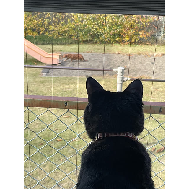 momocchiさんの実例写真