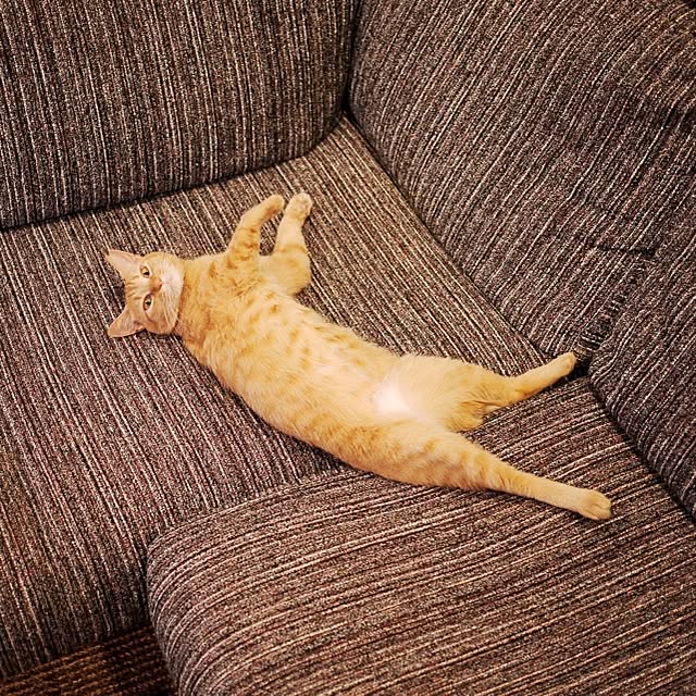 S900Eさんの実例写真