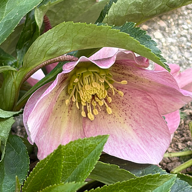 buchiさんの部屋