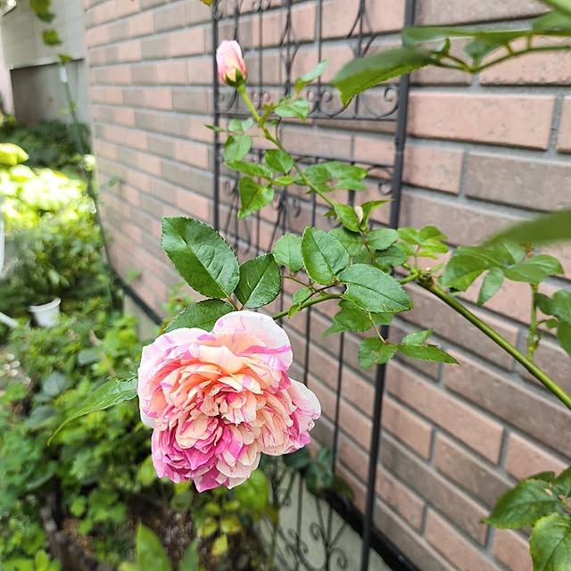 kiraさんの部屋