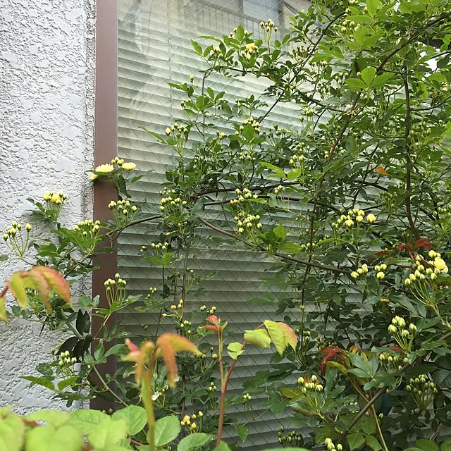 greenroseさんの実例写真