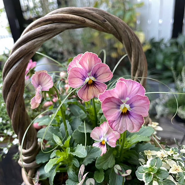 shiropenguinさんの部屋